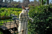 どんな時も駆け寄ってくる猫