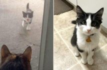 お願いしてきた子猫