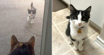 お願いしてきた子猫