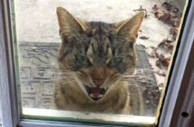 ドアの外に現れた猫