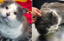 夢を実現させた猫