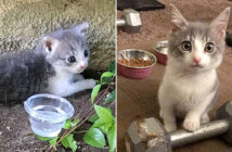 保護された子猫