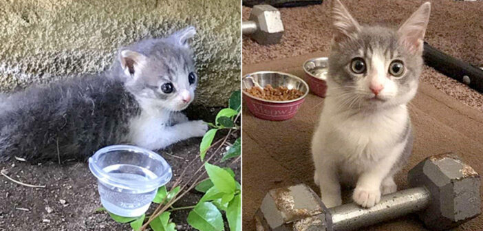 保護された子猫