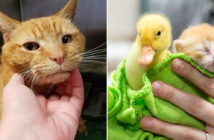 猫と子猫とヒナ