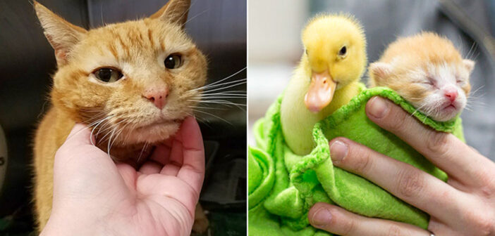 猫と子猫とヒナ