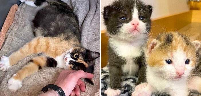 親しくなった猫のお腹に子猫がいることに気づいた家族。みんなに助けを呼び掛けると、猫の親子は幸せいっぱいに!