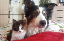 仲良しな子猫と犬