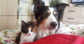 仲良しな子猫と犬