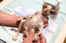 お風呂に入る子猫