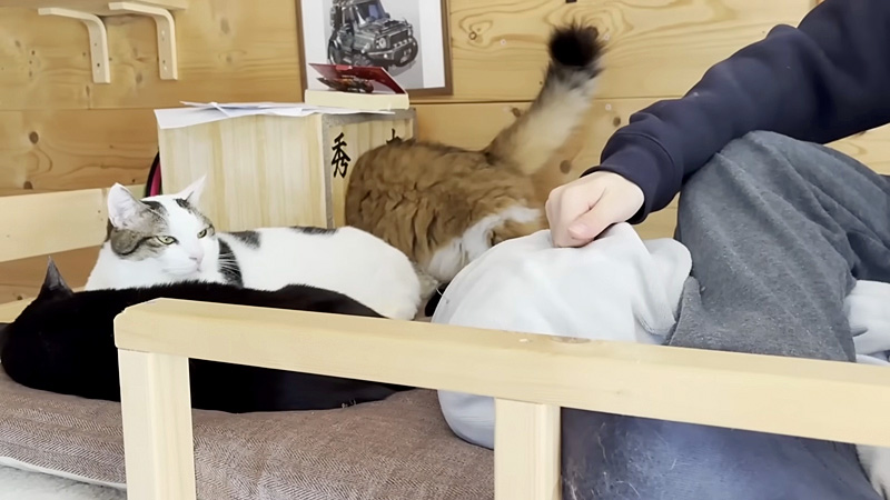 お兄ちゃんのそばに集まってくる猫達