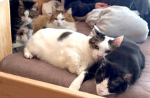 お兄ちゃんのそばに集まってくる猫達