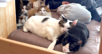 お兄ちゃんが寝るところに不思議と集まってくる猫達。どうやらとっても安心するようで、可愛すぎる姿を見せてくれた♡