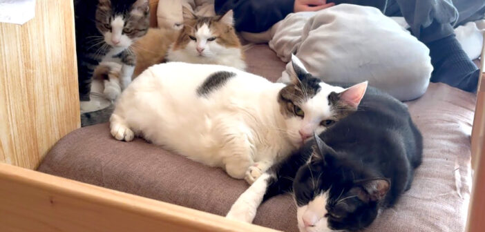 お兄ちゃんのそばに集まってくる猫達