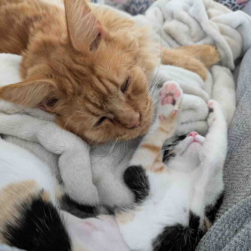 子猫に愛情を注ぐ猫