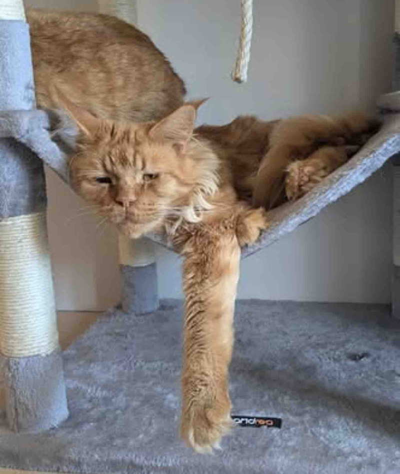 幸せになった猫