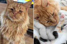 病気を治してもらった猫