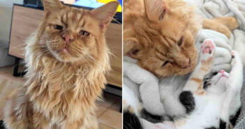 病気を治してもらった猫