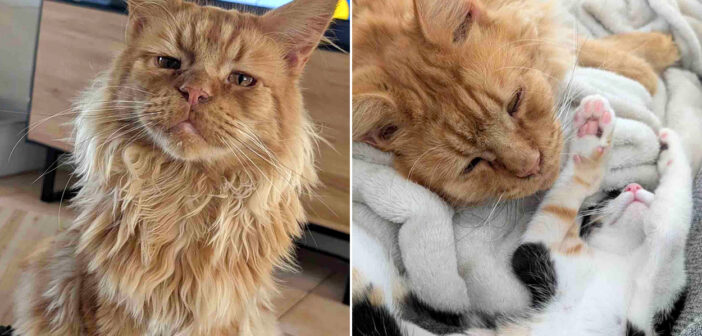 病気を治してもらった猫