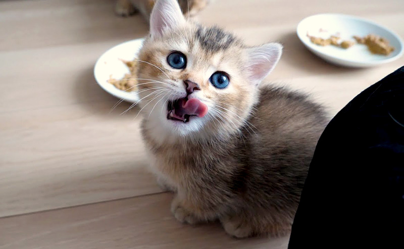ご飯を食べ終えたことを報告しに来る子猫