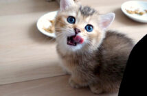 ご飯を食べ終えたことを報告しに来る子猫