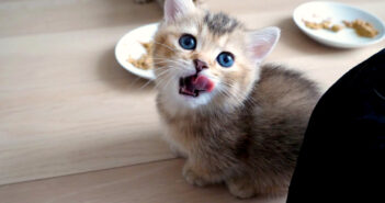 ご飯を食べ終えると飼い主さんのところに報告しに来る子猫。その愛らしい姿に思わず胸がキュンとする ( *´艸｀)♡