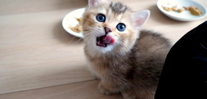 ご飯を食べ終えると飼い主さんのところに報告しに来る子猫。その愛らしい姿に思わず胸がキュンとする ( *´艸｀)♡