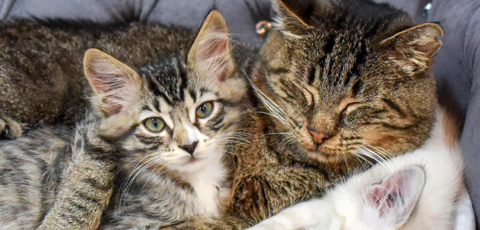 子猫達を抱きしめたくて、何ヶ月も待っていた老猫。優しい人達のおかげで夢が実現すると、毎日が幸せいっぱいに！