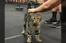 ジムに入ってきた野良猫