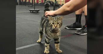 ジムに入ってきた野良猫