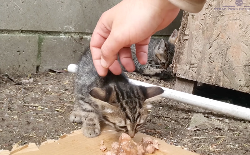 ご飯を食べて撫でられる子猫