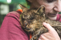 猫を抱きしめる女性