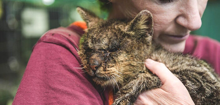 猫を抱きしめる女性