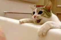 お風呂猫