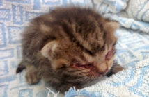 目が見えなくなっていた子猫