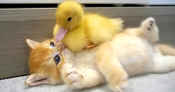 アヒルのヒナとお友達になった子猫。一緒に遊んで、一緒に眠る様子が可愛すぎてキュンとする ( *´艸｀)♡