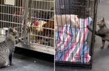 動物病院で働いている猫