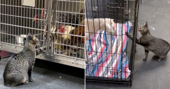 動物病院で働いている猫