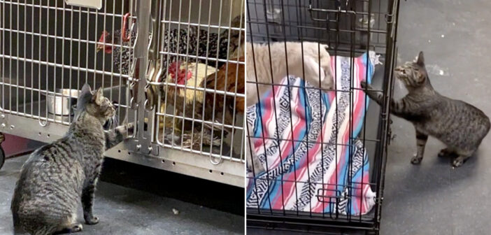 動物病院で働いている猫