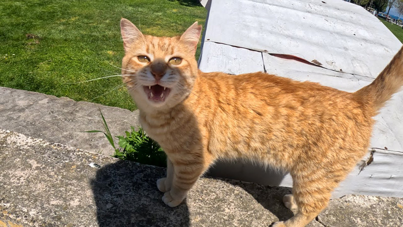 一番お喋りな猫