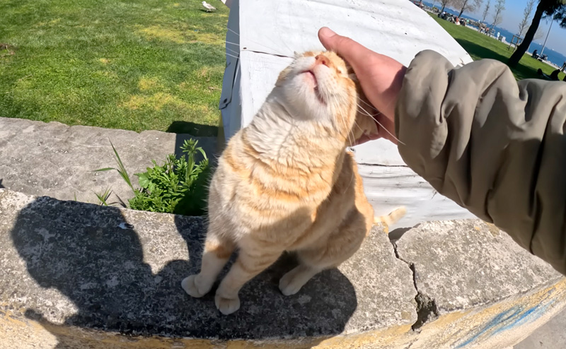 ナデナデを堪能する猫