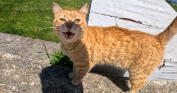 今までで一番お喋りな猫