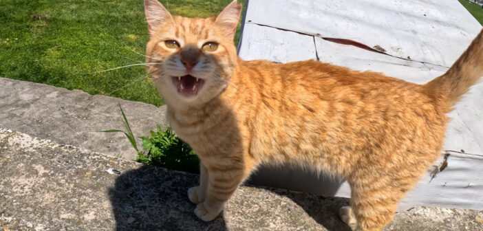 今までで一番お喋りな猫