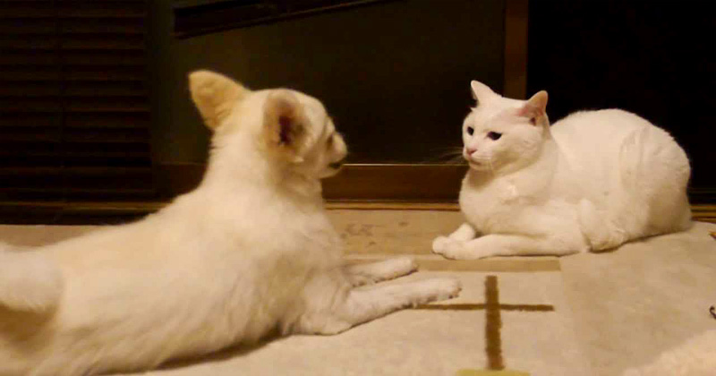 犬にドン引きしている猫