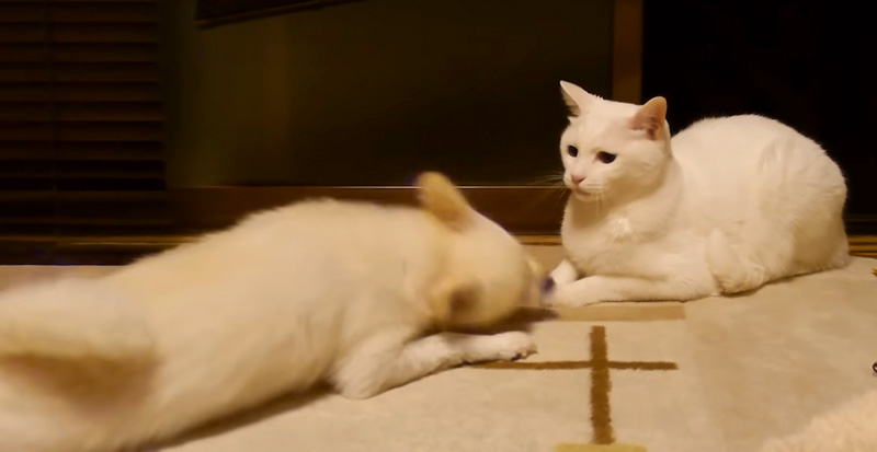 犬にドン引きしている猫