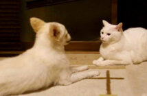 犬にドン引きしている猫