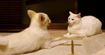 犬にドン引きしている猫