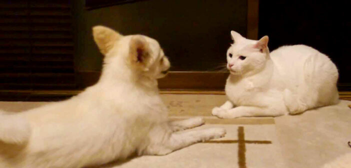 犬にドン引きしている猫