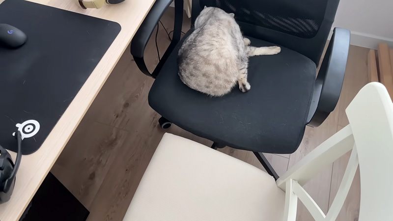 別の椅子を持ってきた飼い主さん