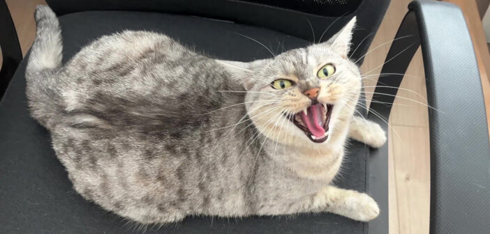 「この席はもう埋まってますシャー!」椅子を占領していた猫にどいてもらおうとしたら猛抗議された (*゚0゚)!