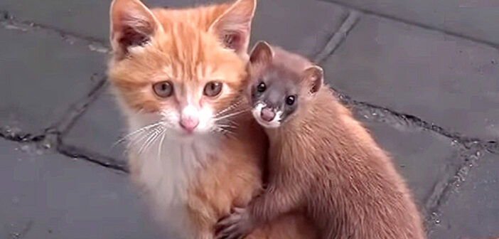 可愛い子猫に一目惚れしちゃったイタチ。どうやら片時も離れられなくなったようで、とっても愛らしい行動に出た♡